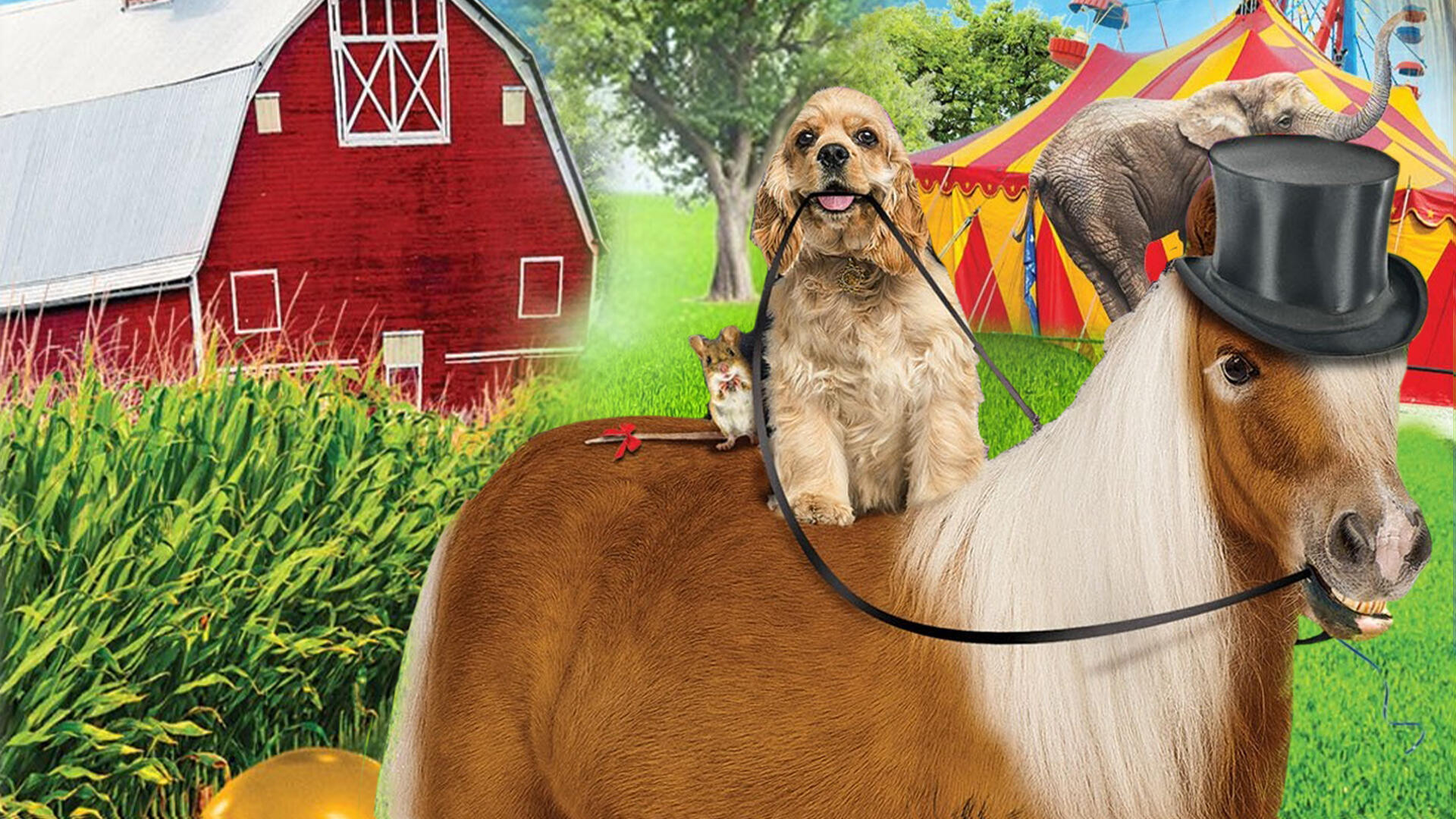 A Dog And Pony Show a-dog-and-pony-show